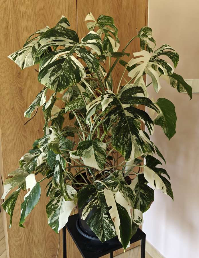 Monstera Deliciosa Variegata XXL 3