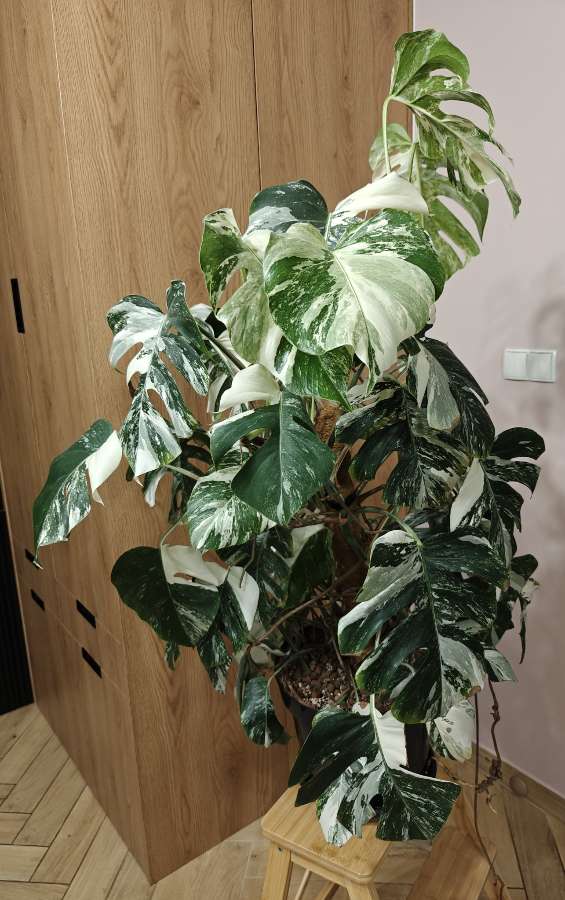 Monstera Deliciosa Variegata XXL 4