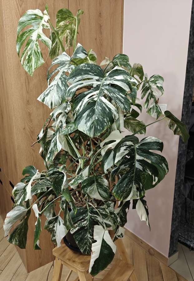 Monstera Deliciosa Variegata XXL 2