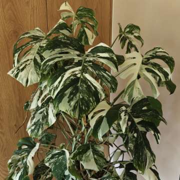 Monstera Deliciosa Variegata XXL