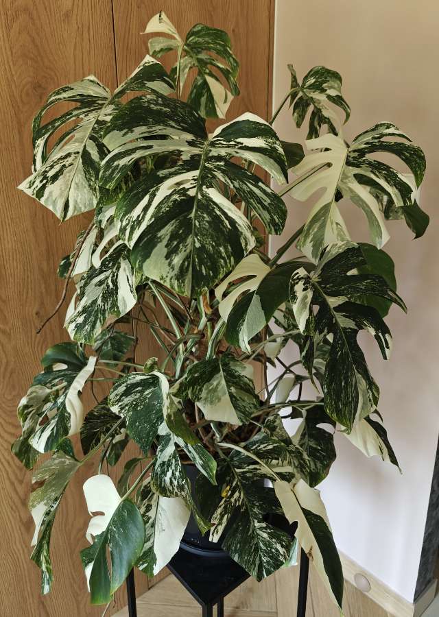 Monstera Deliciosa Variegata XXL 2