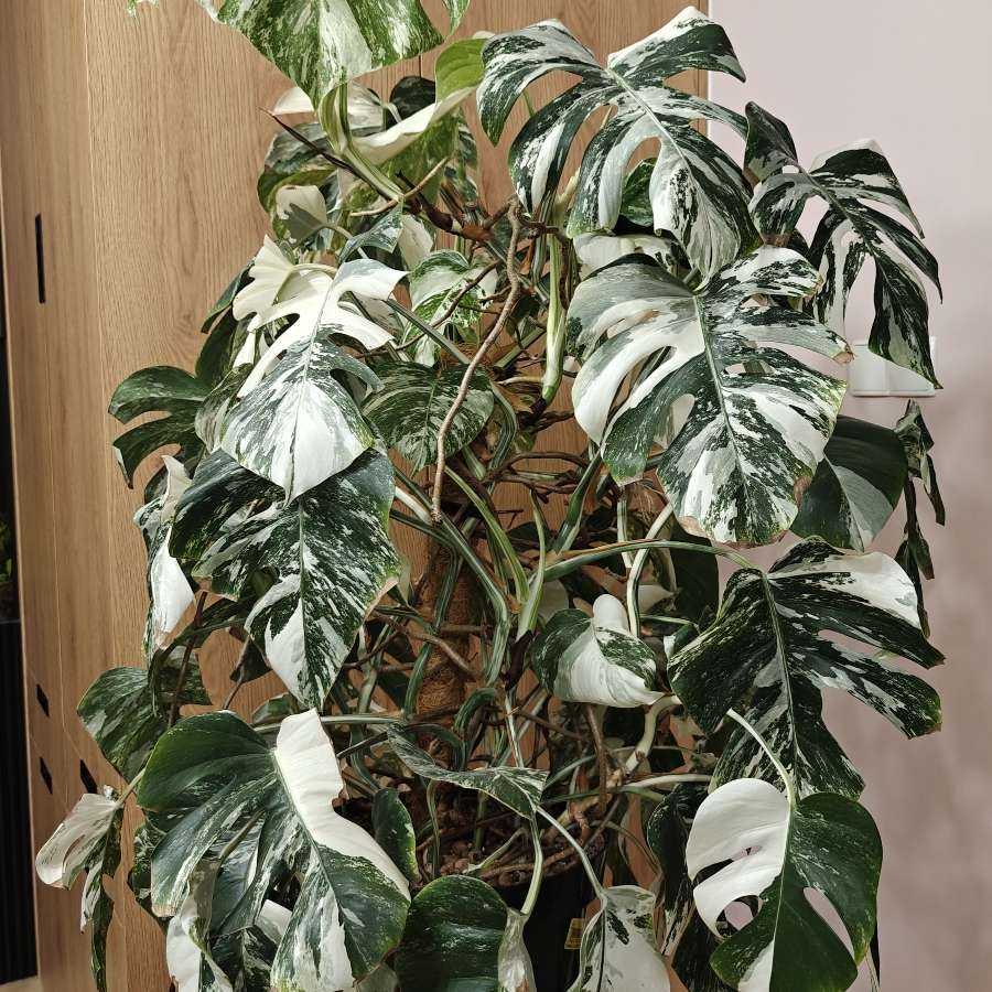 Monstera Deliciosa Variegata XXL