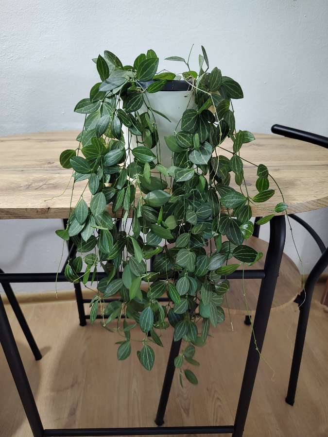 Dischidia ovata watermelon 2