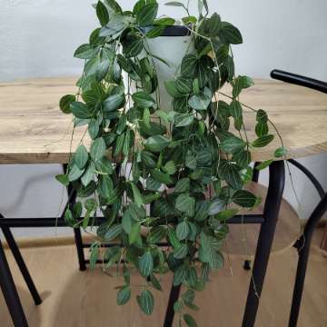 Dischidia ovata watermelon