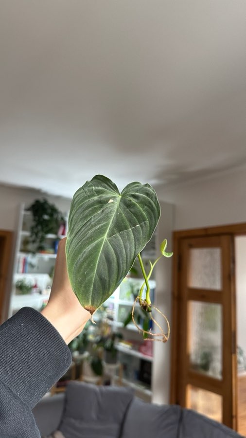 Philodendron splendid 2