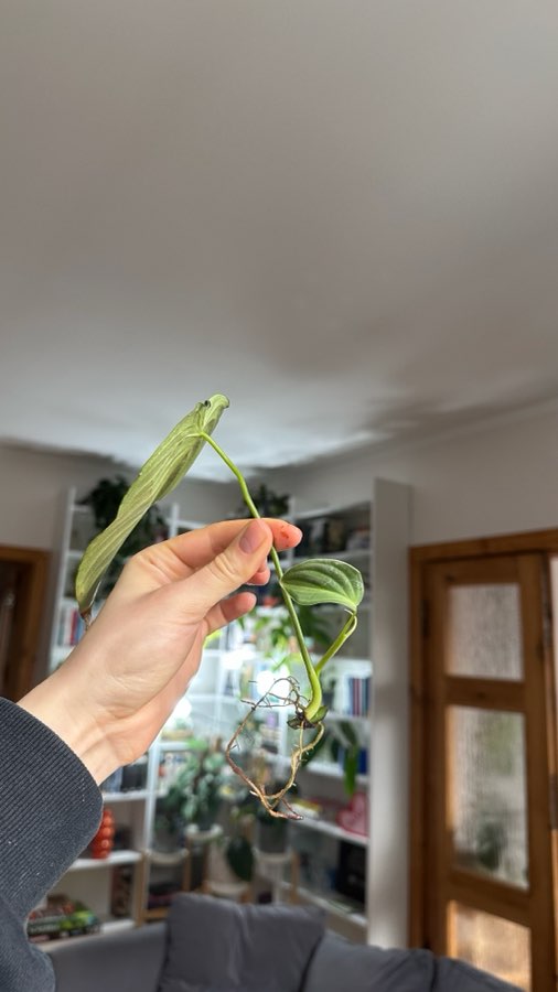 Philodendron splendid 3