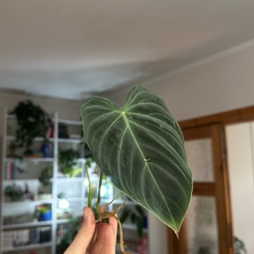 Philodendron splendid