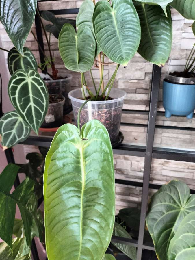 Anthurium veitchii 2