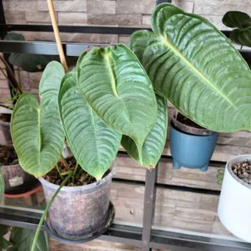 Anthurium veitchii