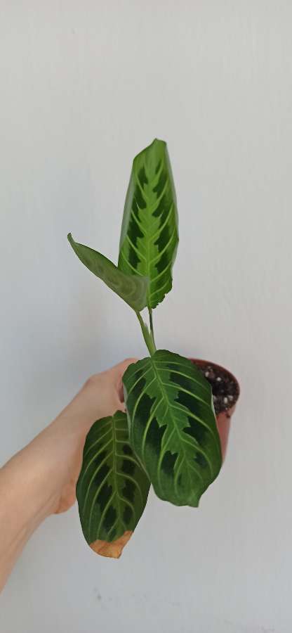 Maranta Lemon lime 2