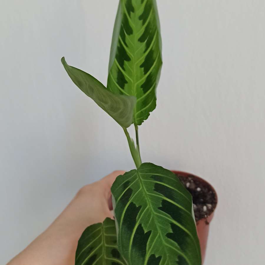 Maranta Lemon lime