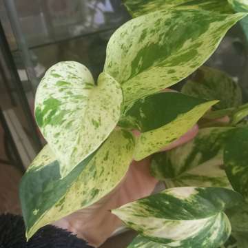 Epipremnum Marble Queen