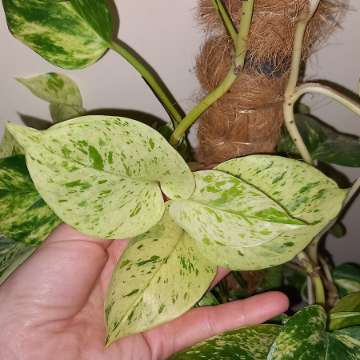 Epipremnum Marble Queen