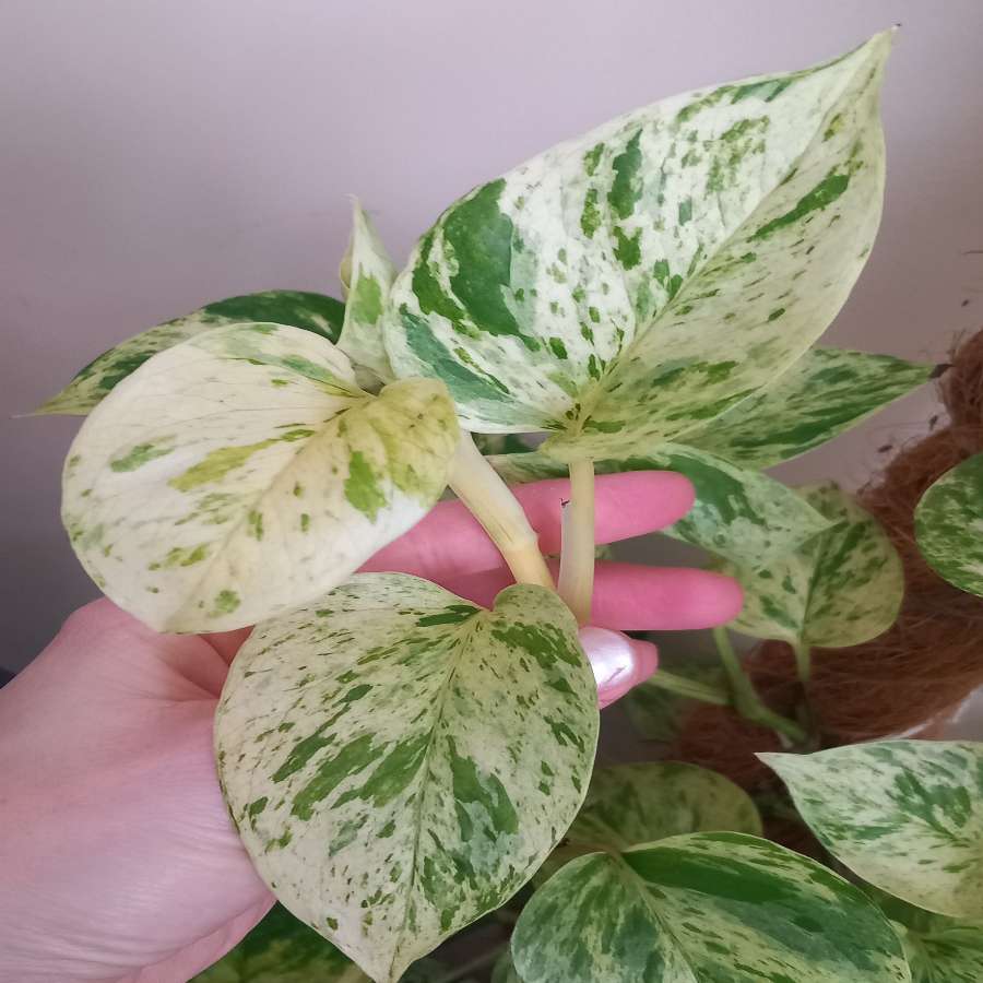 Epipremnum Marble Queen