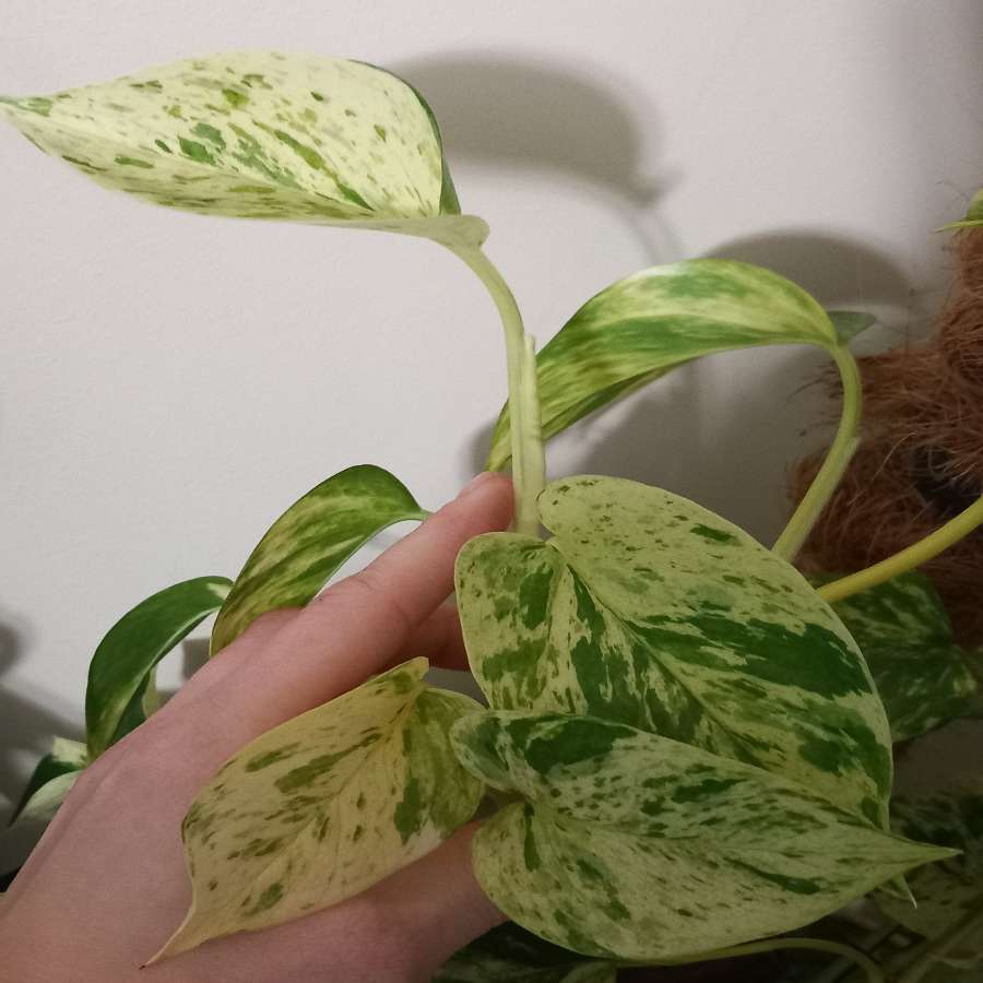 Epipremnum Marble Queen