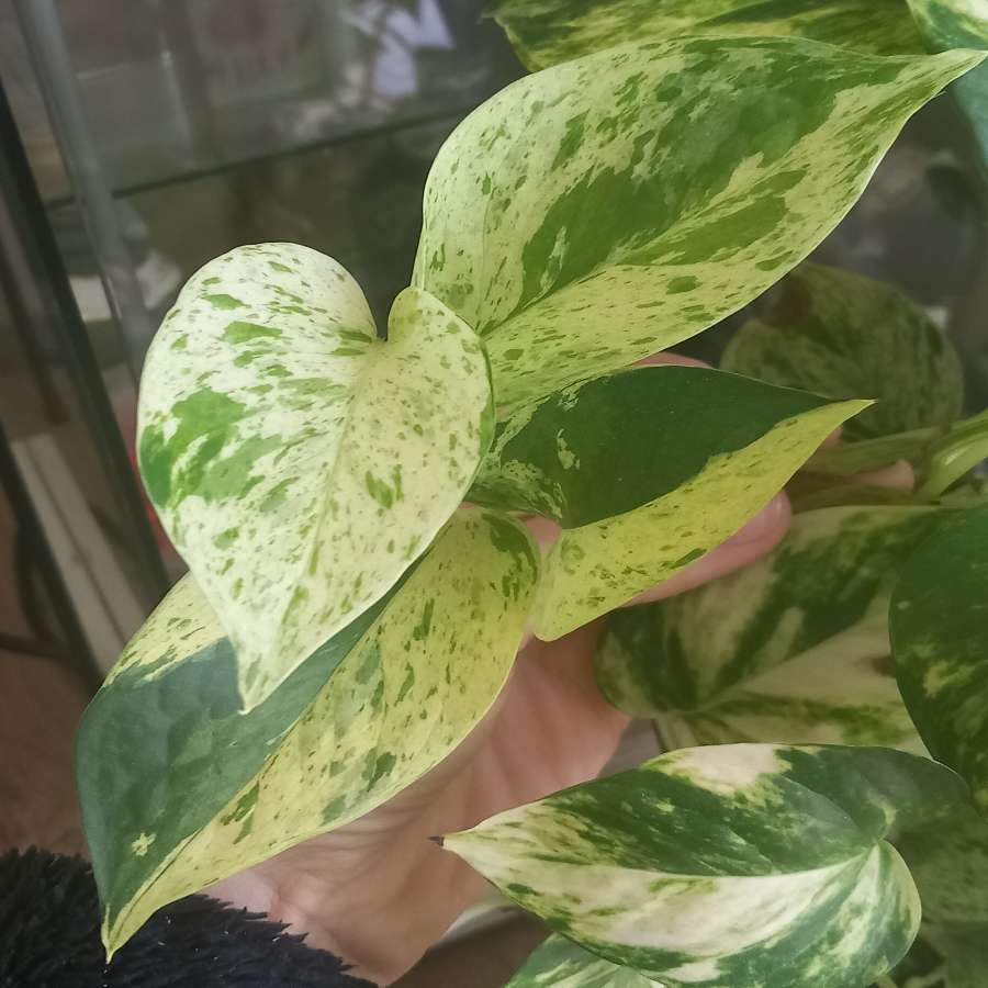 Epipremnum Marble Queen
