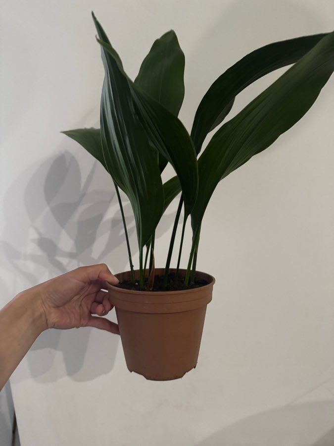 Aspidostra wyniosła 3