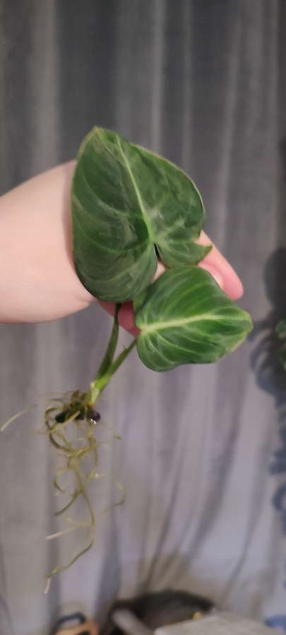 Philodendron Glorious Filodendron 3