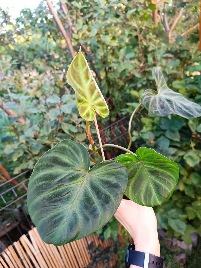 Philodendron Verrucosum 4