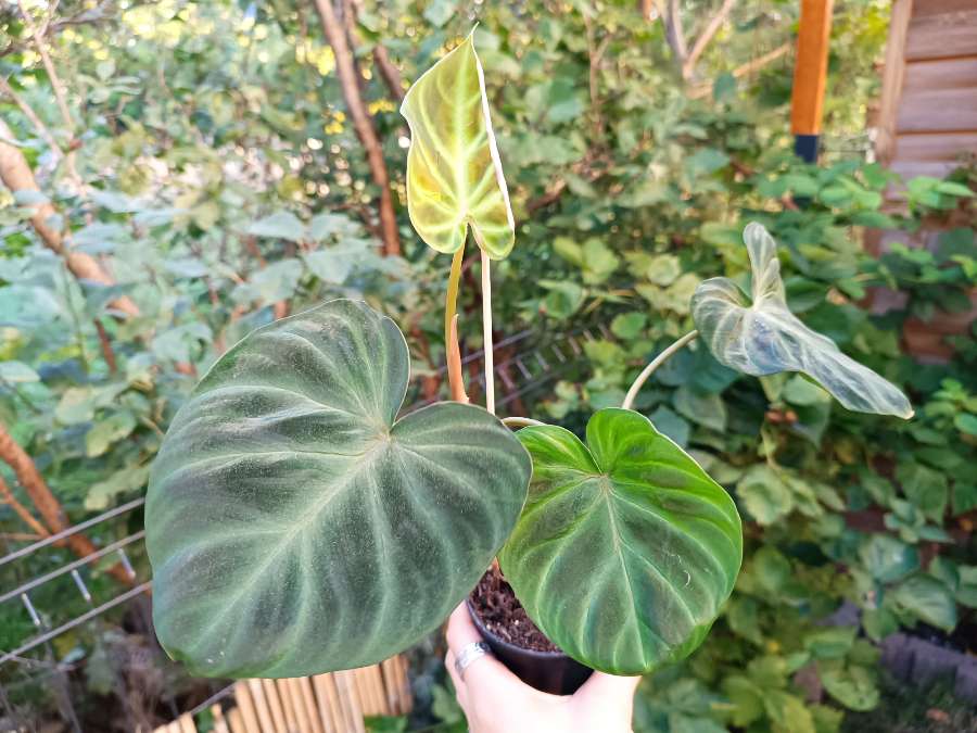 Philodendron Verrucosum 2