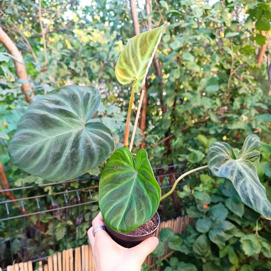 Philodendron Verrucosum