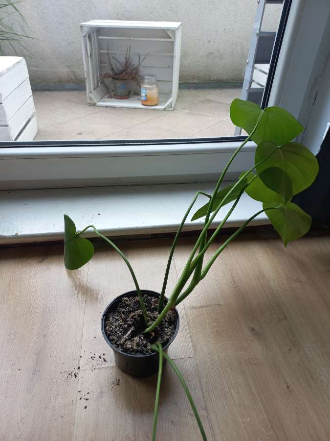 Monstera 2