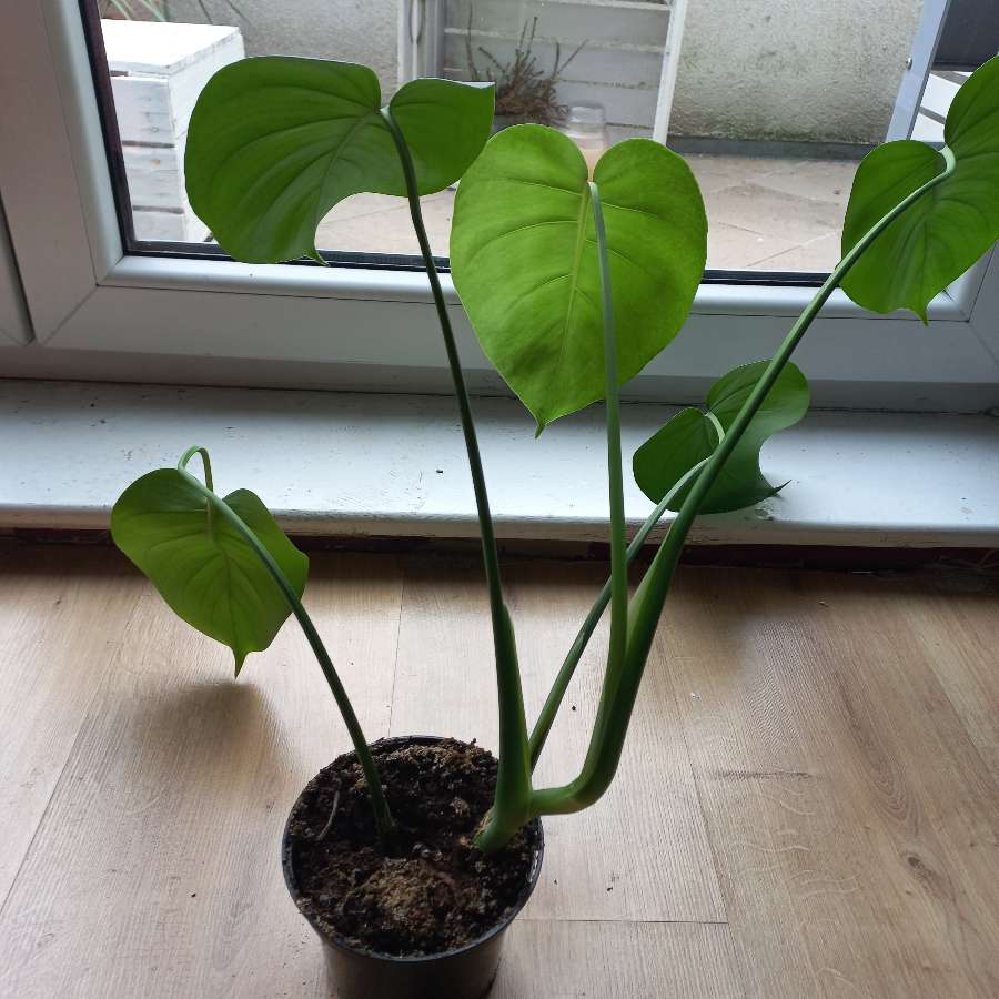 Monstera