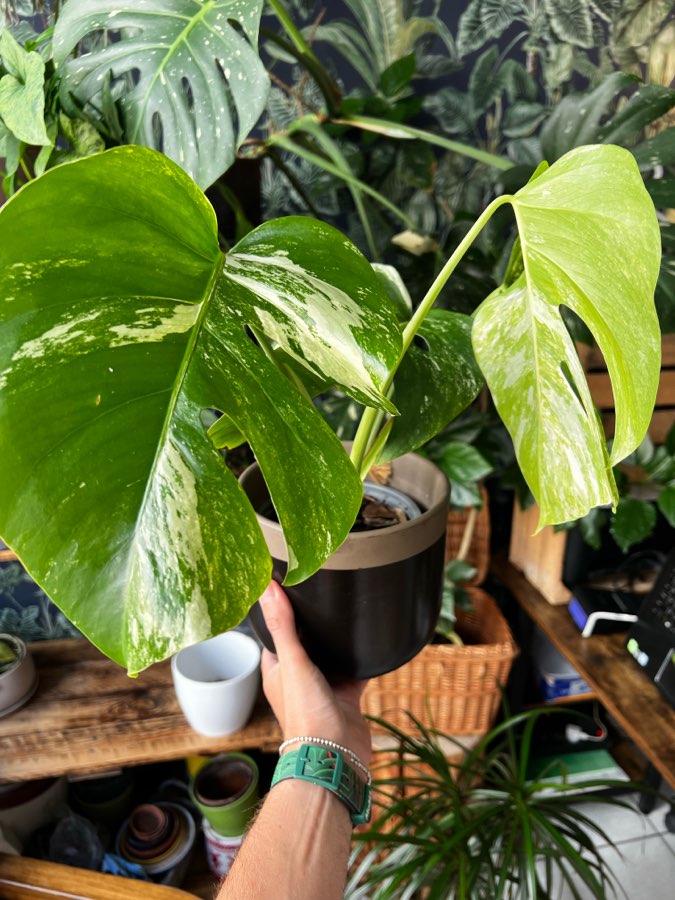Monstera Variegata🌱 2