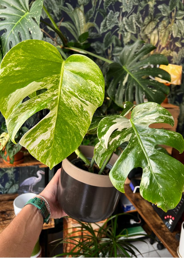 Monstera Variegata🌱