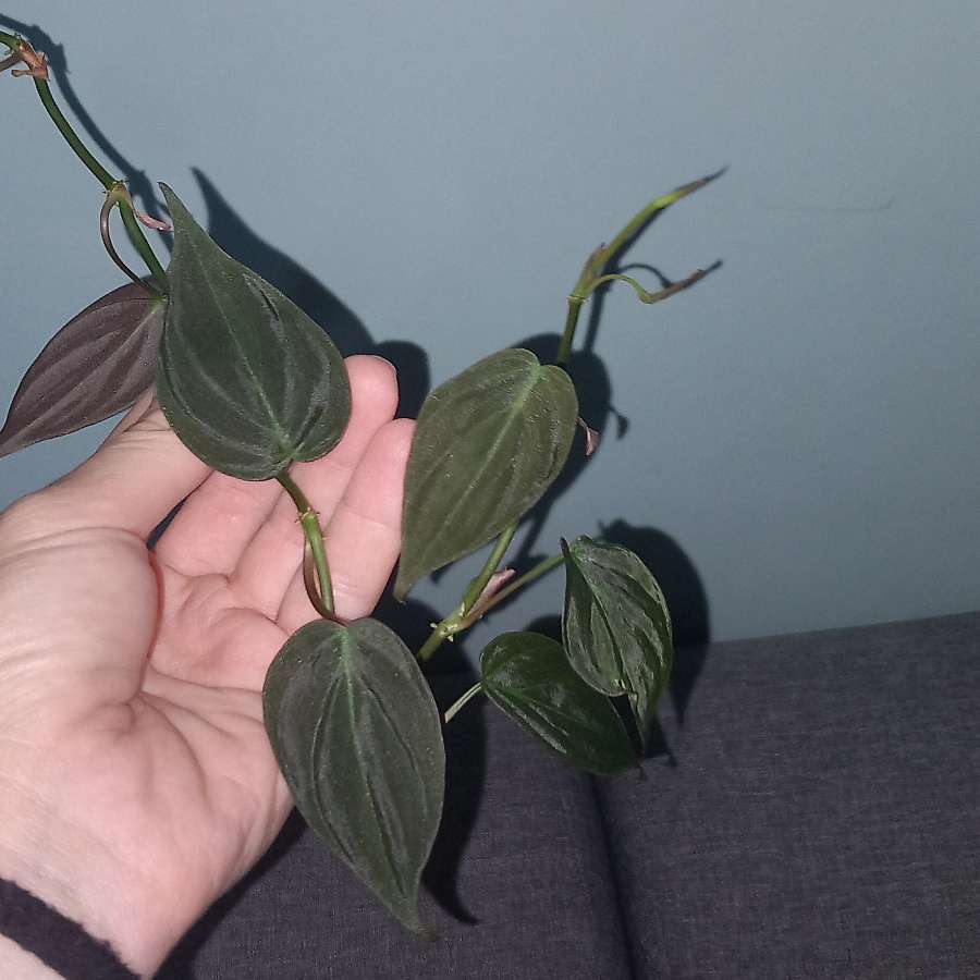 Philodendron Micans