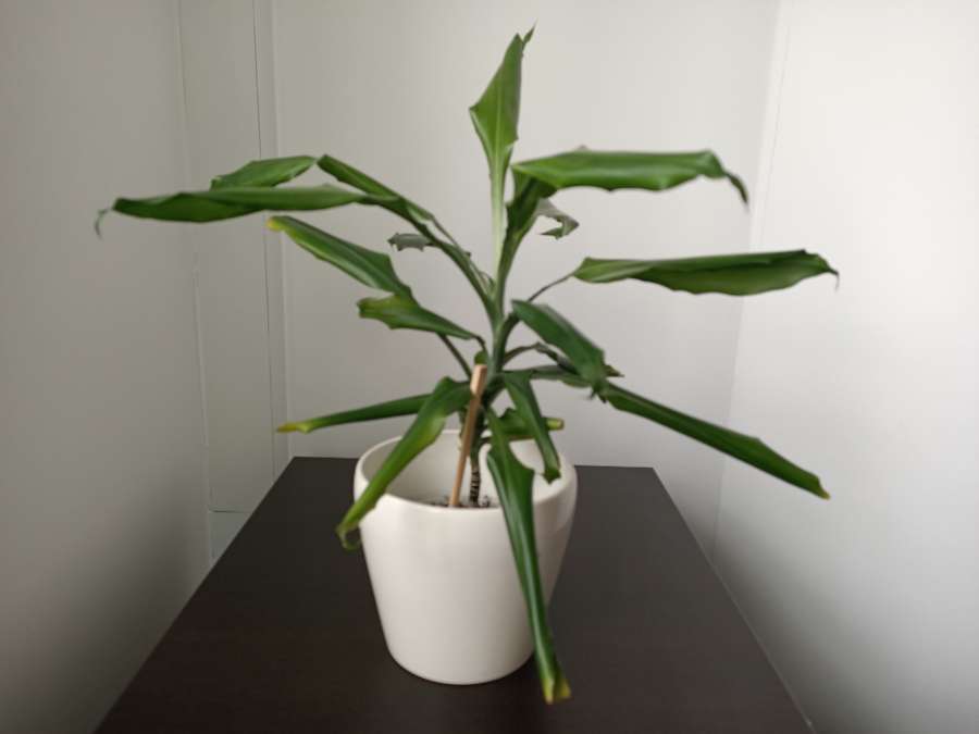 Dracena wonna 50 cm 2