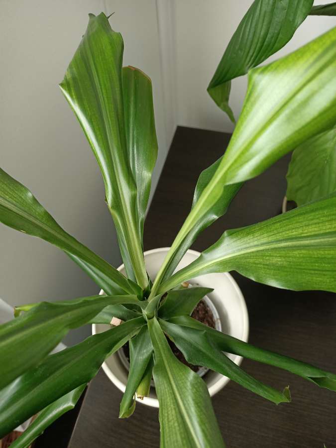 Dracena wonna 50 cm 4