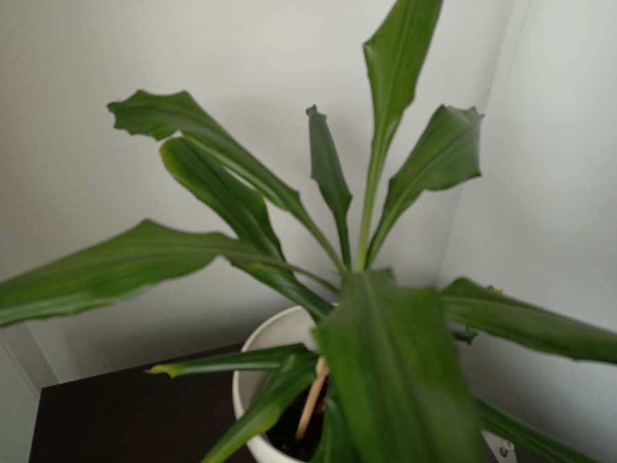 Dracena wonna 50 cm 3