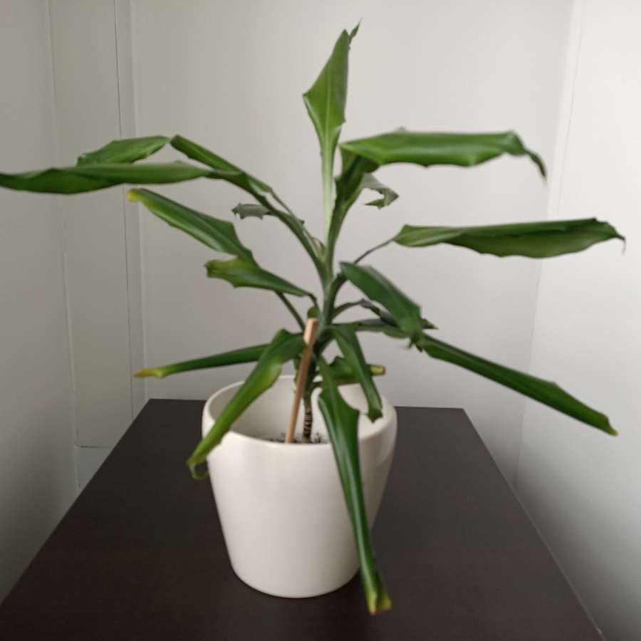 Dracena wonna 50 cm