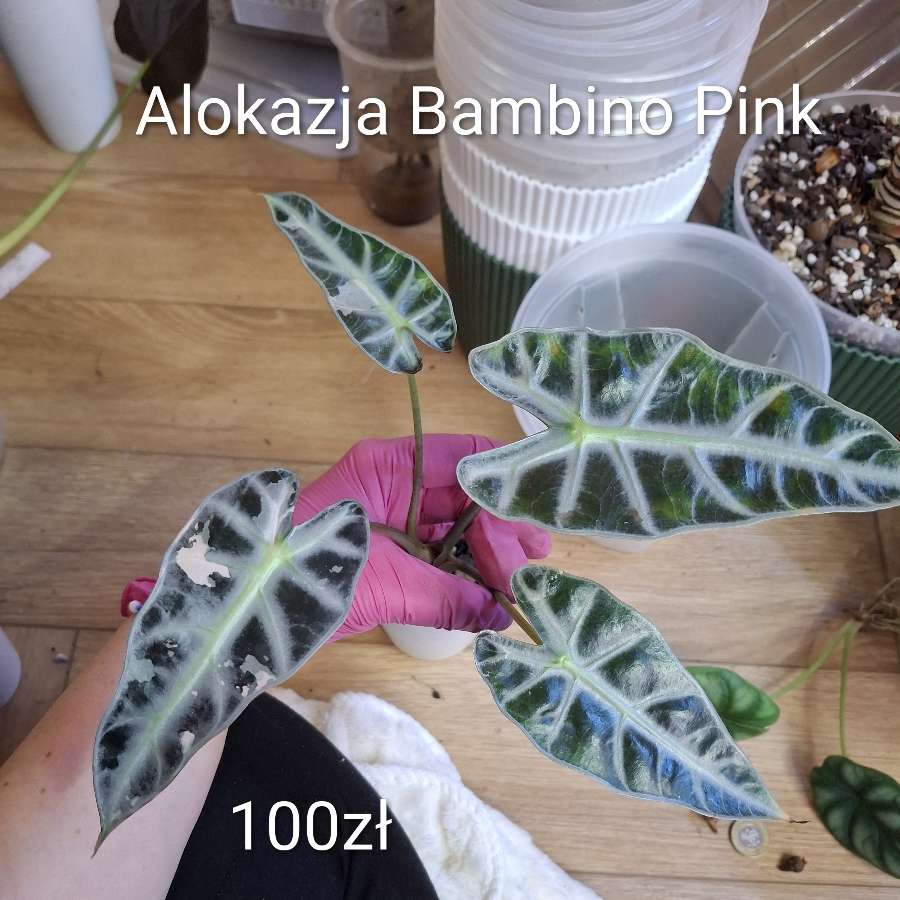 Alokazja Bambino Pink