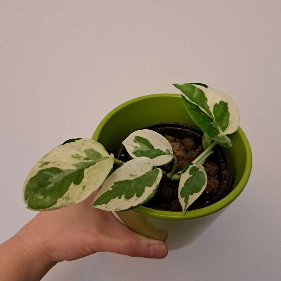 Epipremnum n'joy
