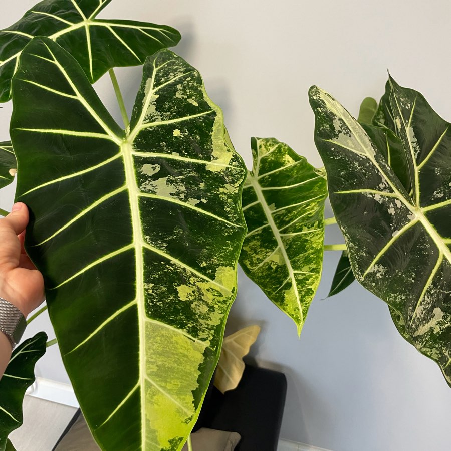 Alokazja Frydek Variegata