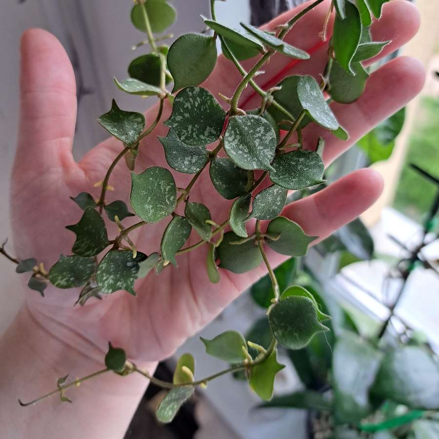 Hoya curtisii