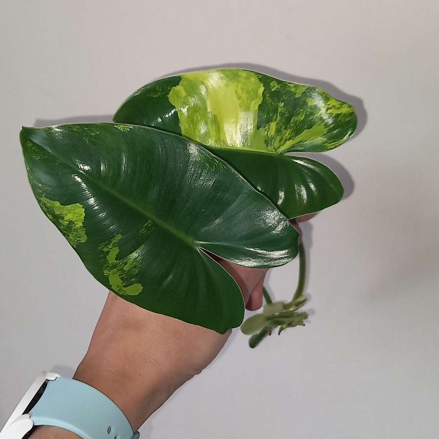 Philodendron burle marx variegata