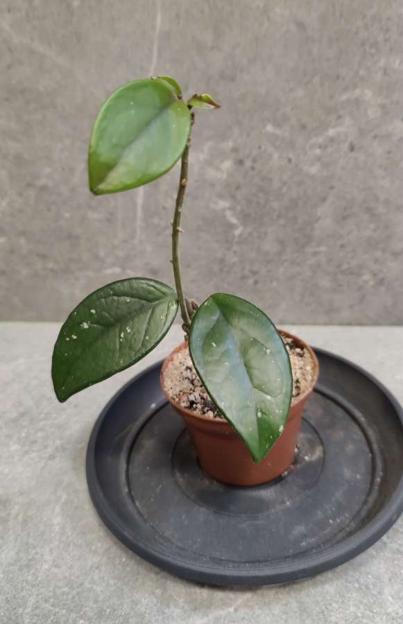 Hoya carnosa, hoja różowa 2