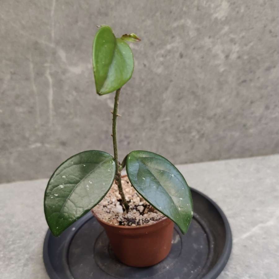 Hoya carnosa, hoja różowa