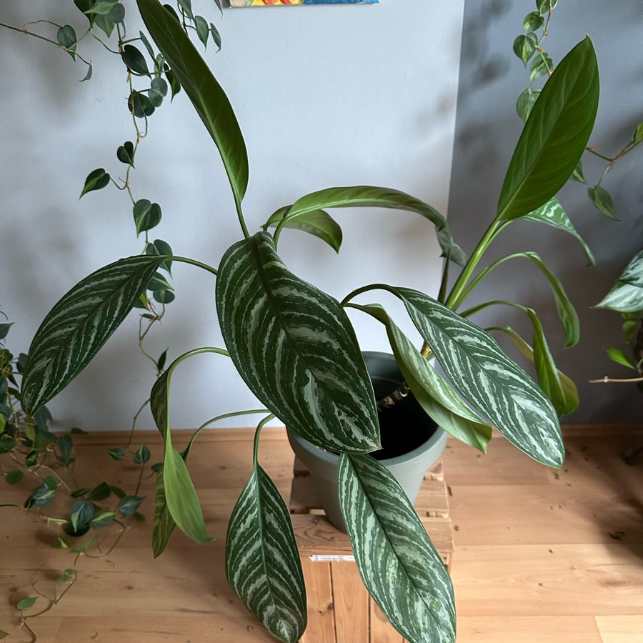 Aglaonema Stripes