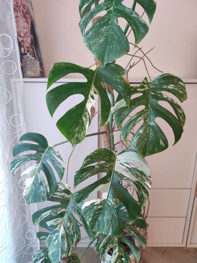 Monstera Variegata 3