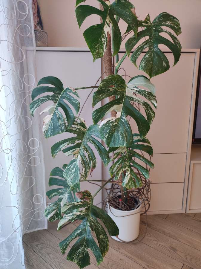 Monstera Variegata 2