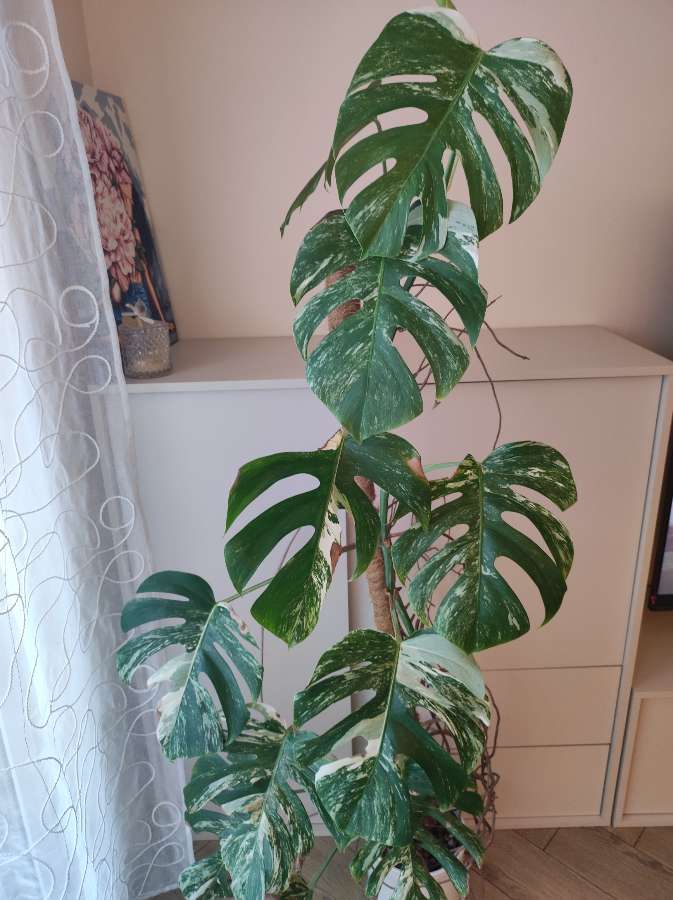 Monstera Variegata 4