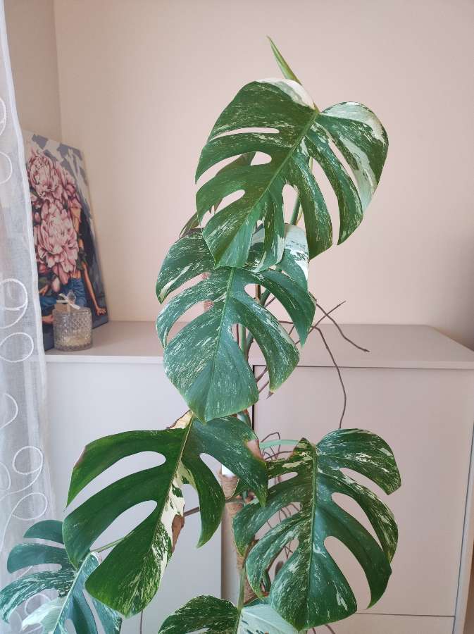 Monstera Variegata 5