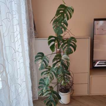 Monstera Variegata