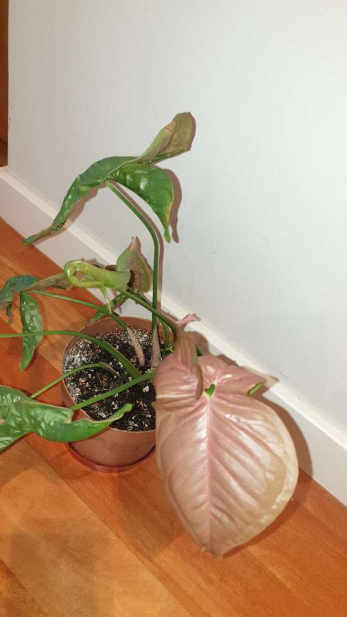 Zroślicha Neonowa, Syngonium 'Neon Robusta' najprawdopodobniej  3