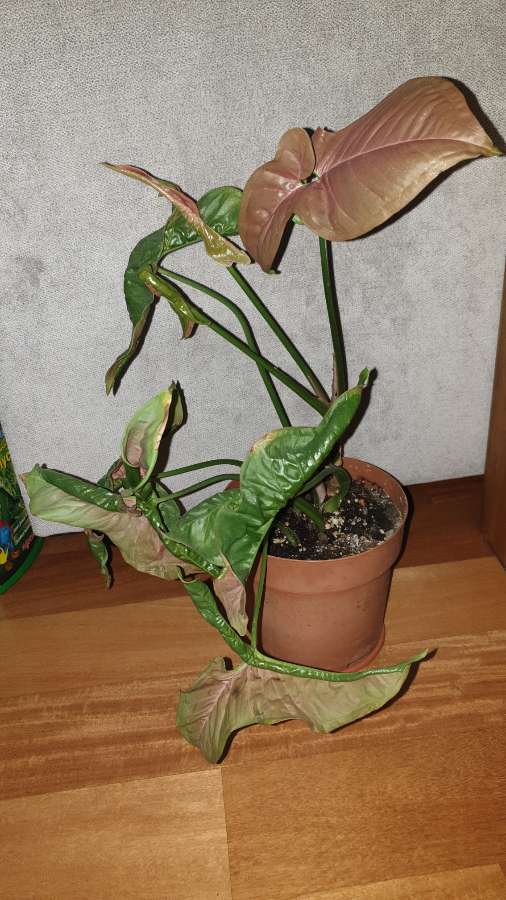 Zroślicha Neonowa, Syngonium 'Neon Robusta' najprawdopodobniej  3
