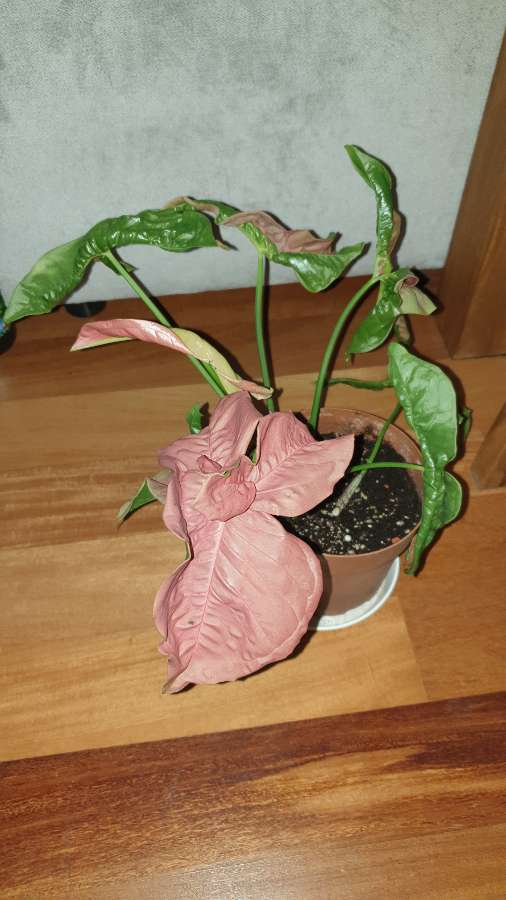 Zroślicha Neonowa, Syngonium 'Neon Robusta' najprawdopodobniej  3